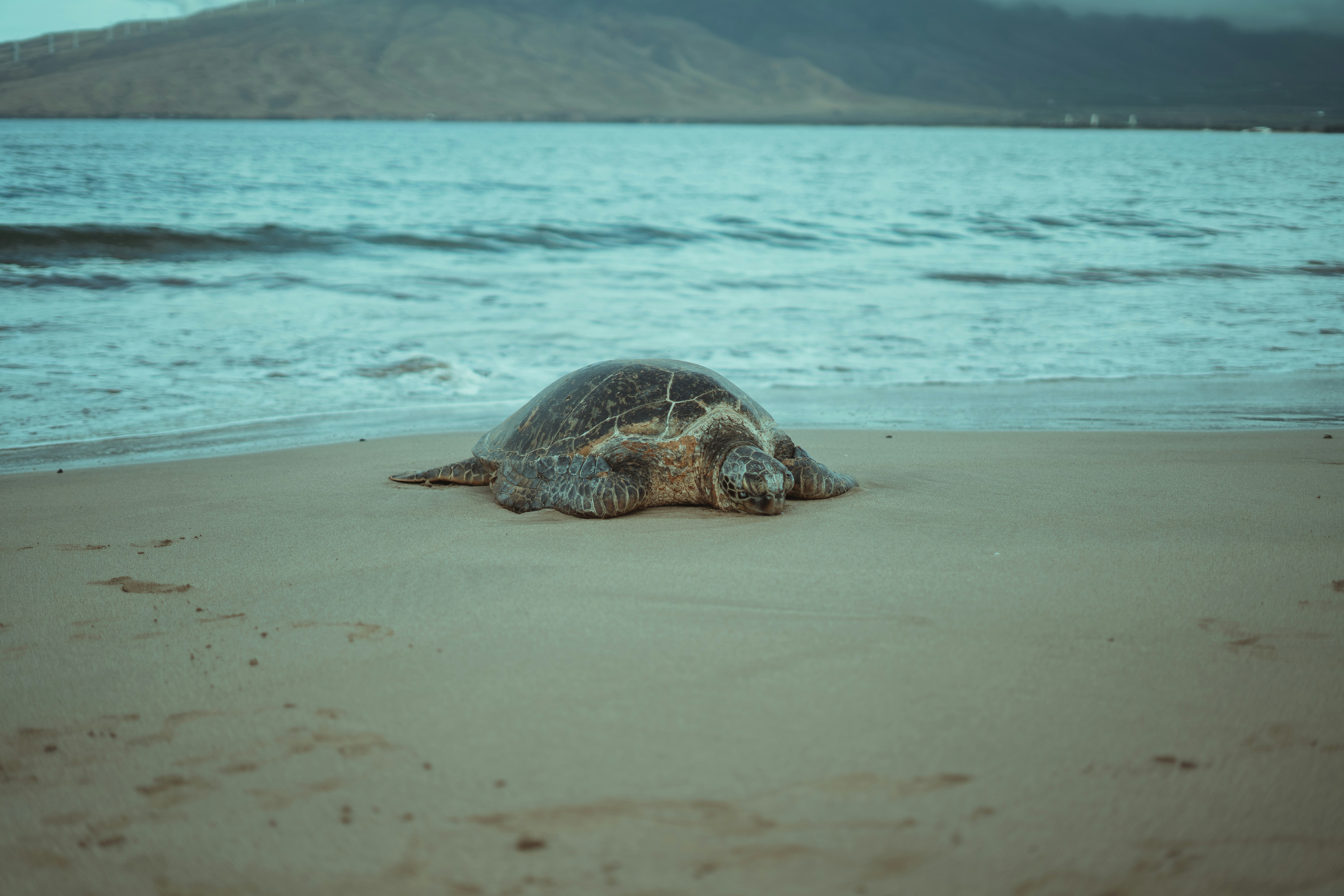 brown sea turtle on beach during daytime